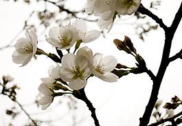 桃花圖片
