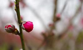 樱花图片