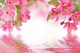 粉色鮮花圖片