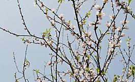 桃花圖片