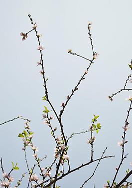 桃花圖片