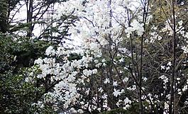 玉蘭花圖片