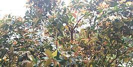 樹葉 樹枝圖片