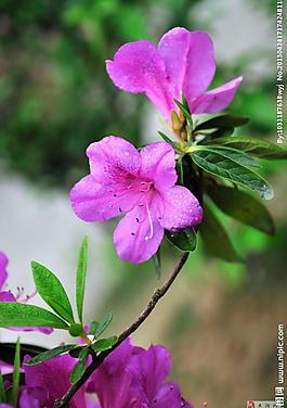攝影杜鵑花圖片
