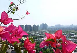 三角梅圖片