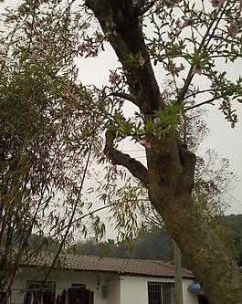 桃花圖片