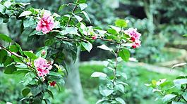 扶桑花圖片