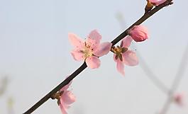 桃花 田园摄影图片
