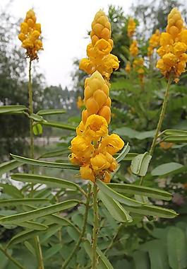 黃色小花圖片
