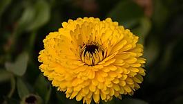 菊花圖片