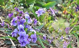 花朵圖片