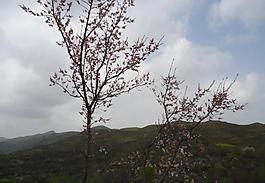 杏花圖片