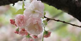 櫻花爛漫圖片
