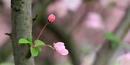 櫻花爛漫圖片