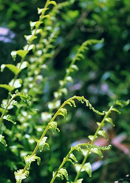 小草圖片