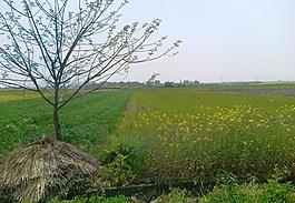 鄉間田野圖片