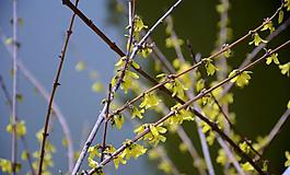 迎春花圖片