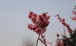 花似錦圖片