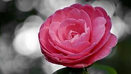 山茶花圖片
