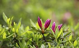 杜鵑花圖片