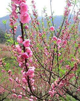 桃花圖片