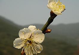 花朵圖片