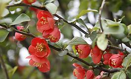 桃花圖片