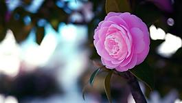 山茶花圖片