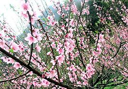 桃花圖片