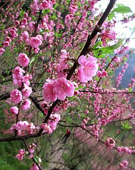 桃花圖片