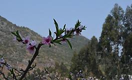 桃花圖片