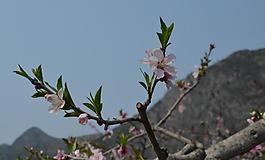 桃花圖片