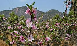 桃花圖片