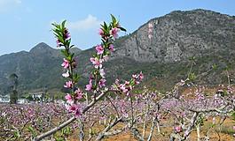 桃花圖片