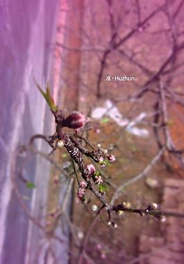 桃花图片