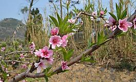 桃花圖片