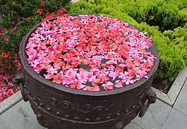 小紅花圖片