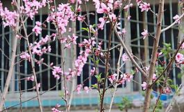 桃花圖片
