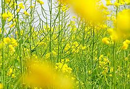 油菜花图片