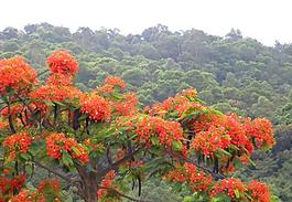 花樹圖片