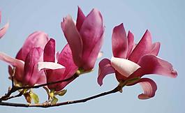 玉蘭花圖片