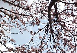 桃花圖片