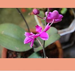 花卉圖片