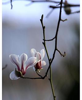 玉蘭花圖片