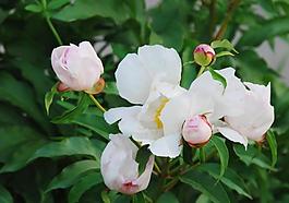 校園芍藥花圖片