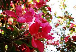 海棠花 紅色圖片