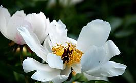 校園白芍藥花圖片