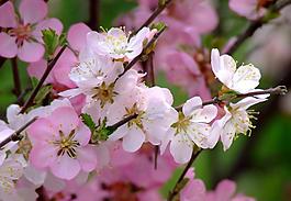 校園榆葉梅花圖片