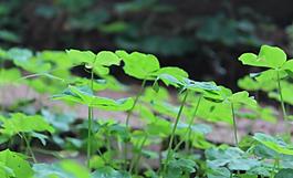 三葉草圖片
