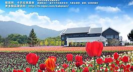 郁金香圖片